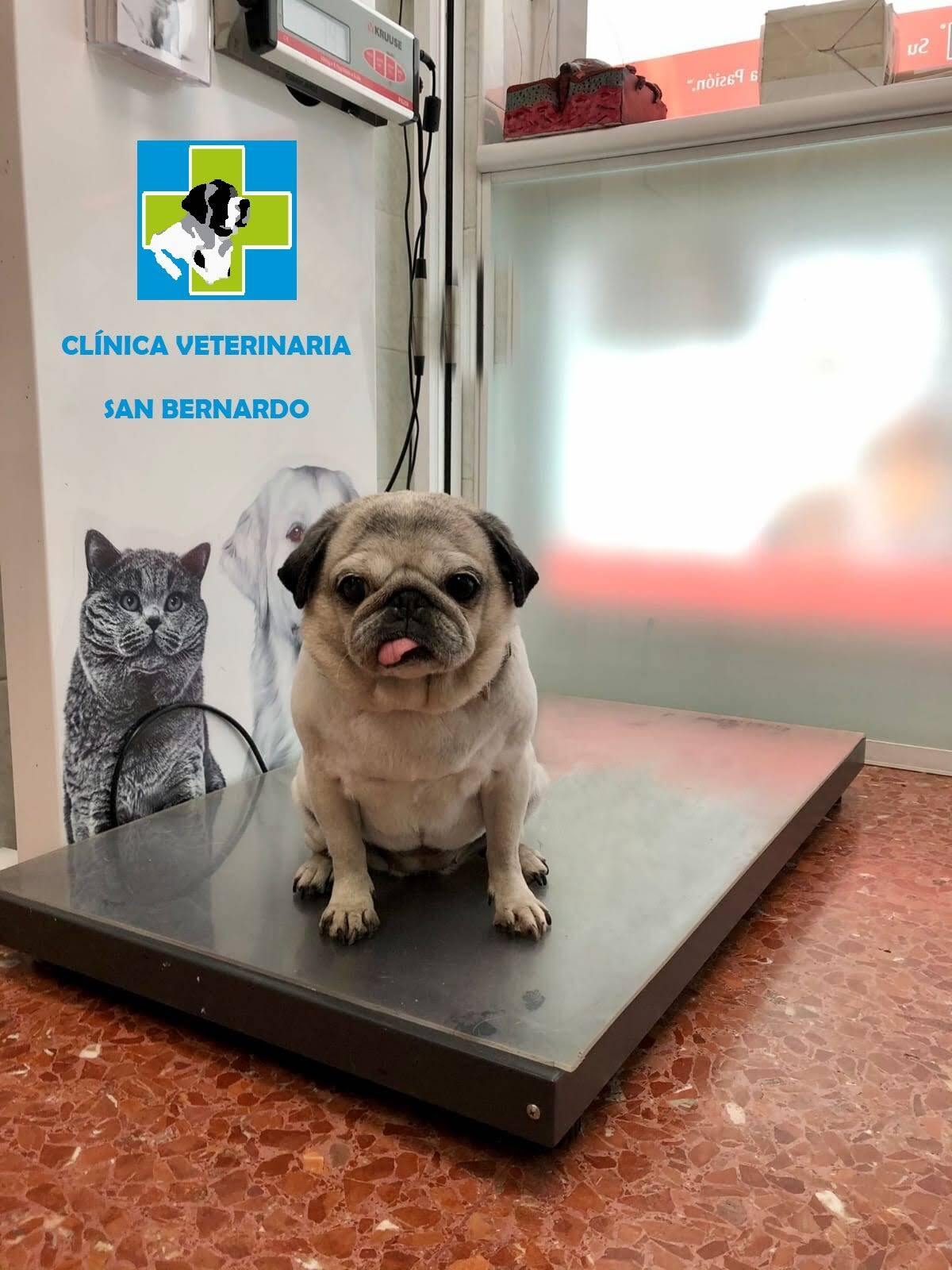 Carlino sentado en la báscula de la Clínica Veterinaria San Bernardo